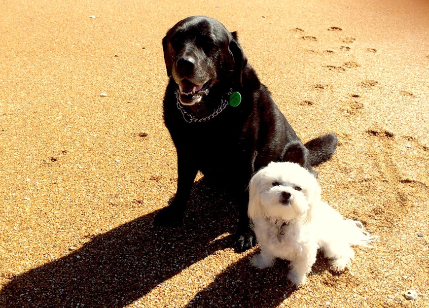Take your pet with you on a walk along the Moeraki Boulders beach