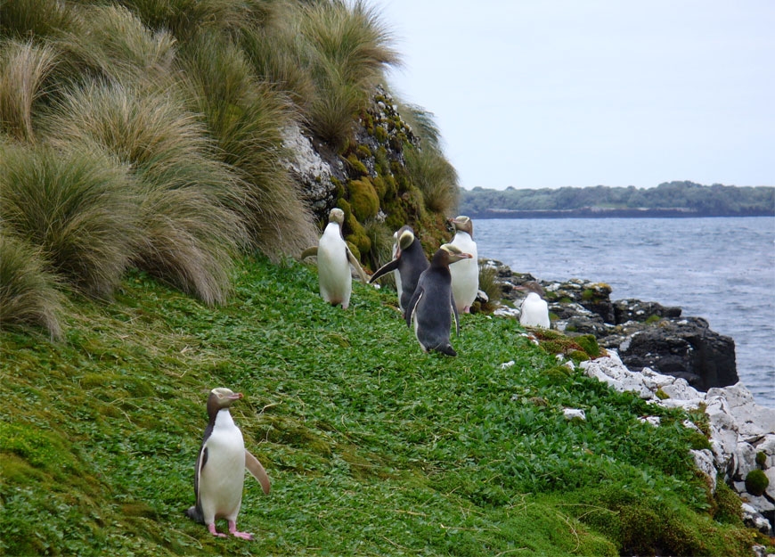 view yellow-eyed penguins